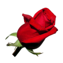 Flowers Fast.com-Send Flowers Same Day Delivery